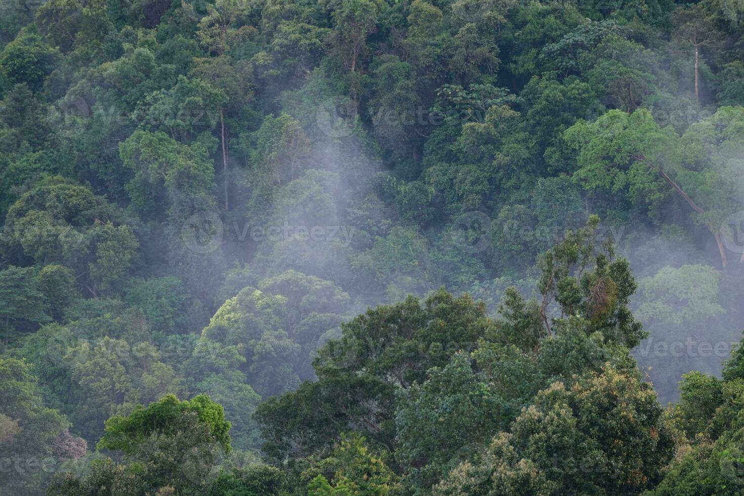 AI generated a forest with trees and a mountain in the background photo