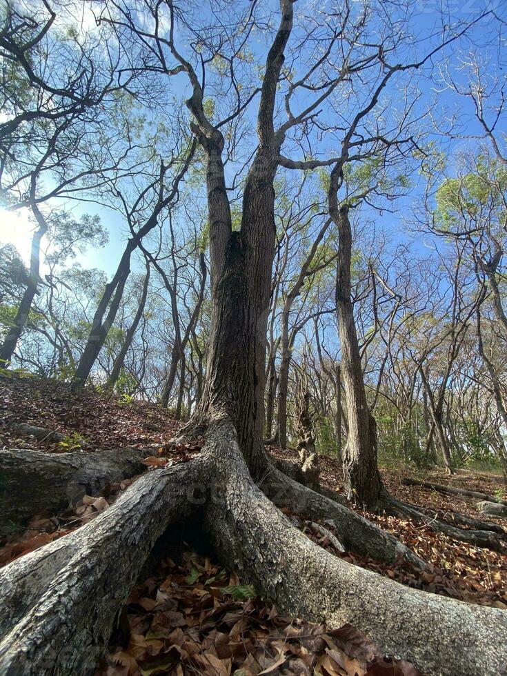 This is forest mahagoni in jogjakarta. In this forest many biodiversity and any old celemetery in here photo