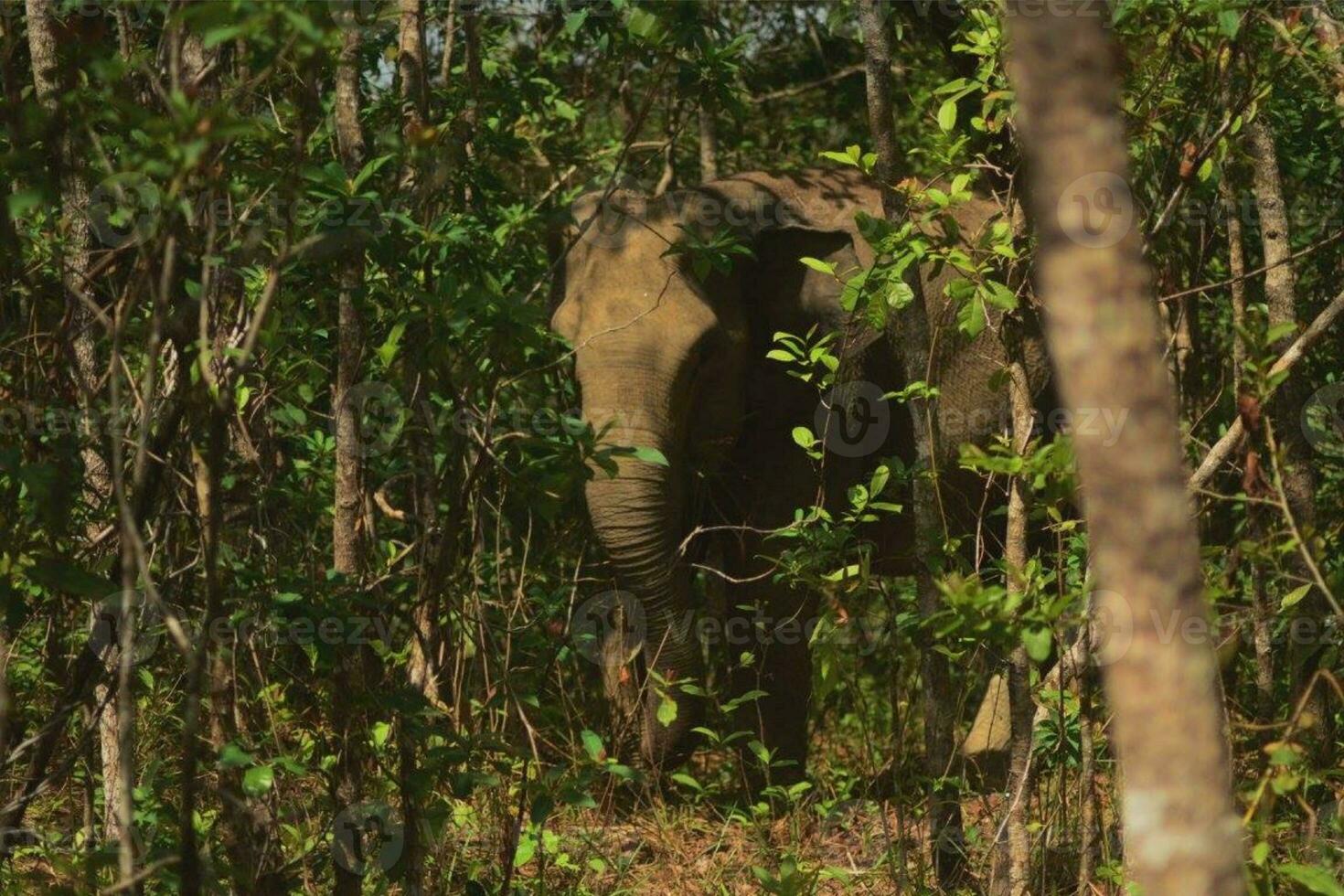 a herd of elephants. This is elephas maximus sumatranus at sumatra tropical rain forest photo