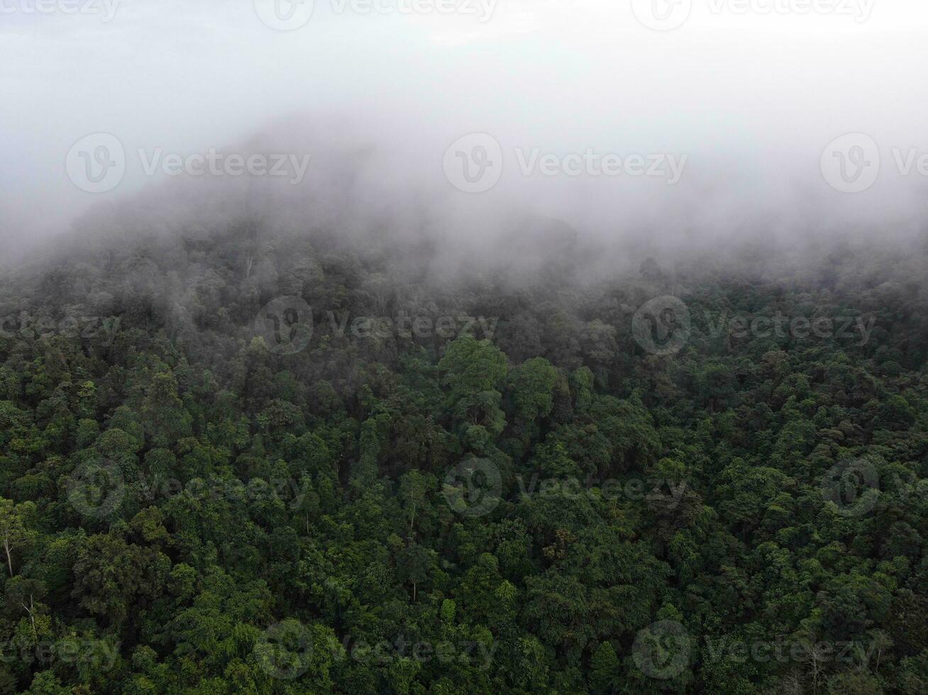 AI generated a forest with trees and a mountain in the background photo