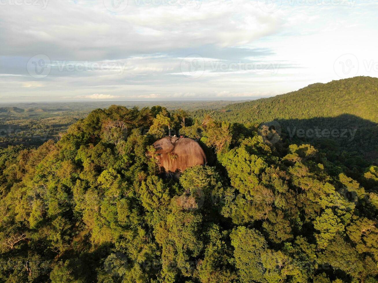 AI generated a forest with trees and a mountain in the background photo