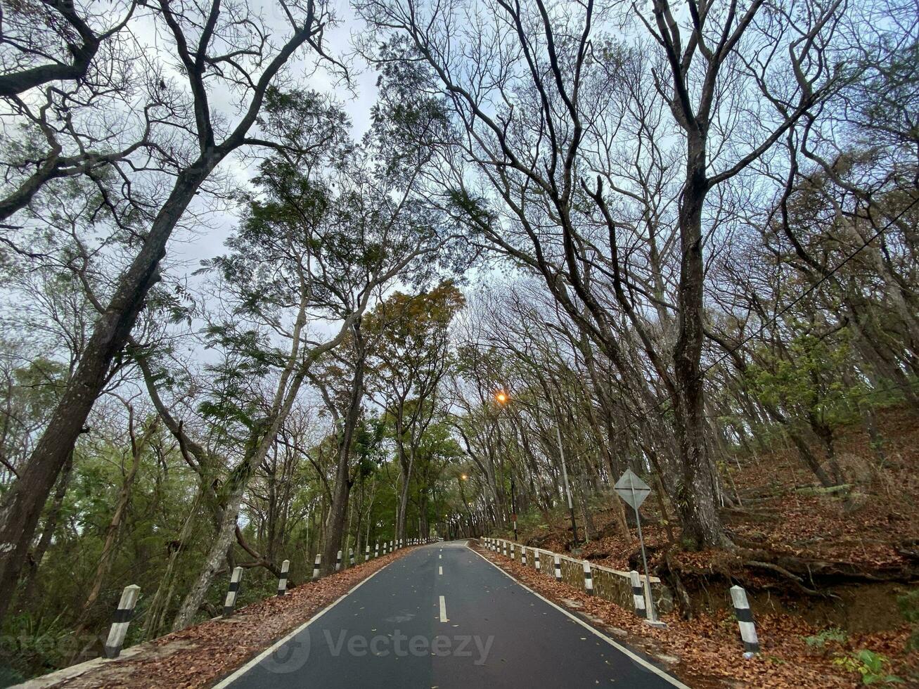 This is forest mahagoni in jogjakarta. In this forest many biodiversity and any old celemetery in here photo