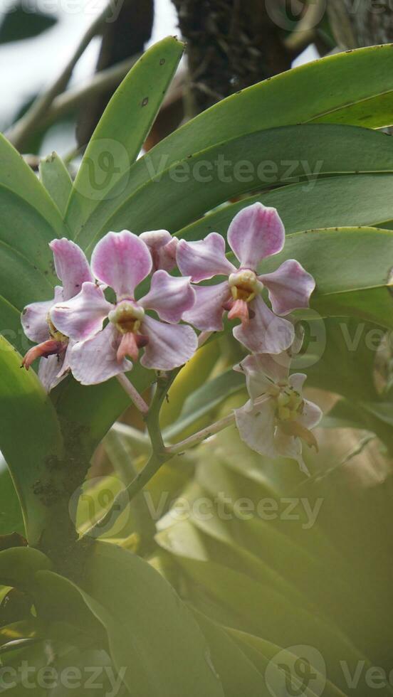 a close up of a purple orchid flower. t Vanda foetida J.J.S is an endemic orchid in Sumatra which first described in 1906 by J.J. Smith. was first found in Palembang, South Sumatra. photo