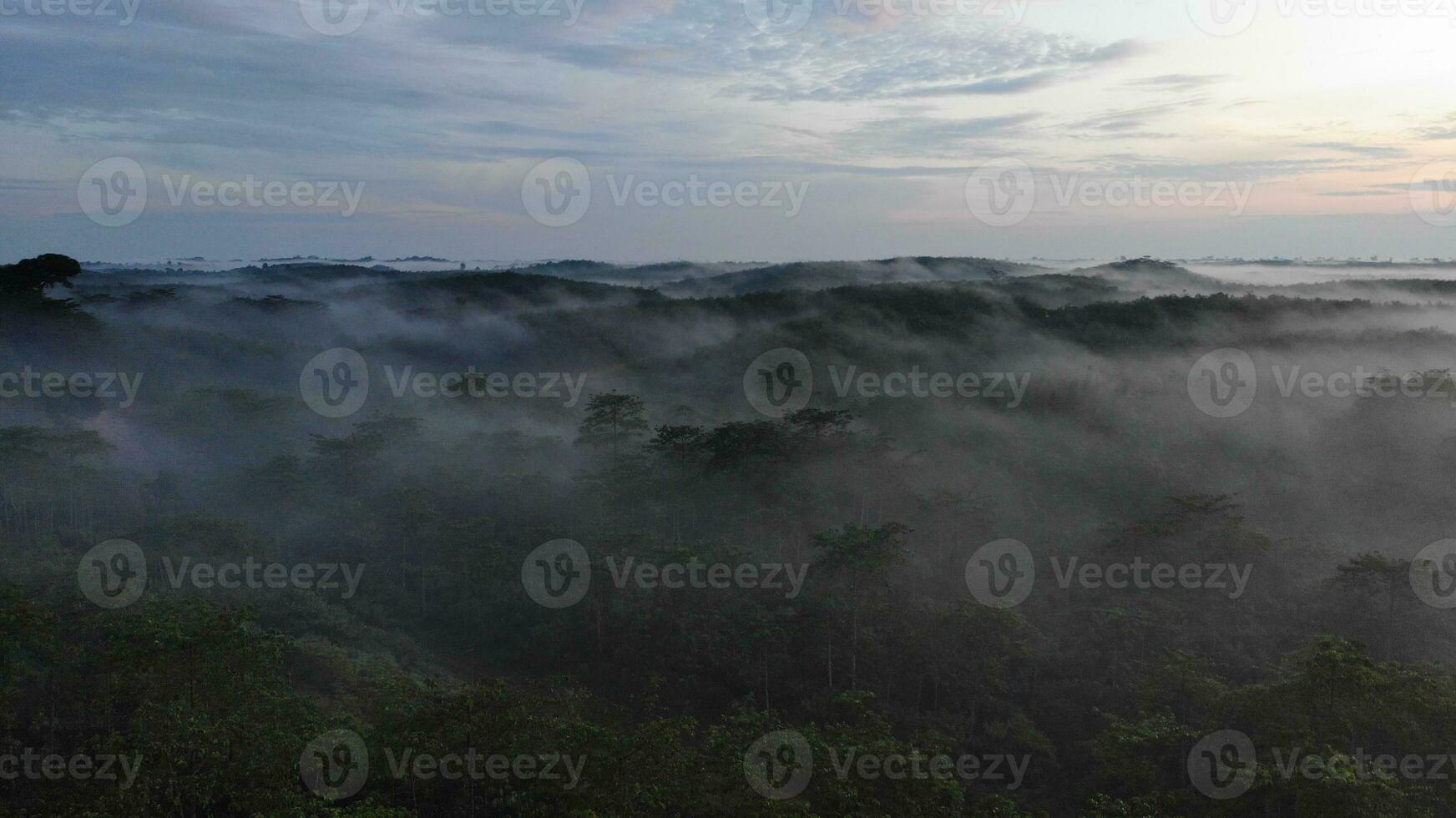 Biodiversity of sumatra rainforest photo