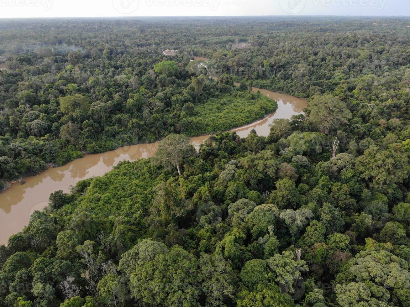 a peatland of sumatra rain forest photo