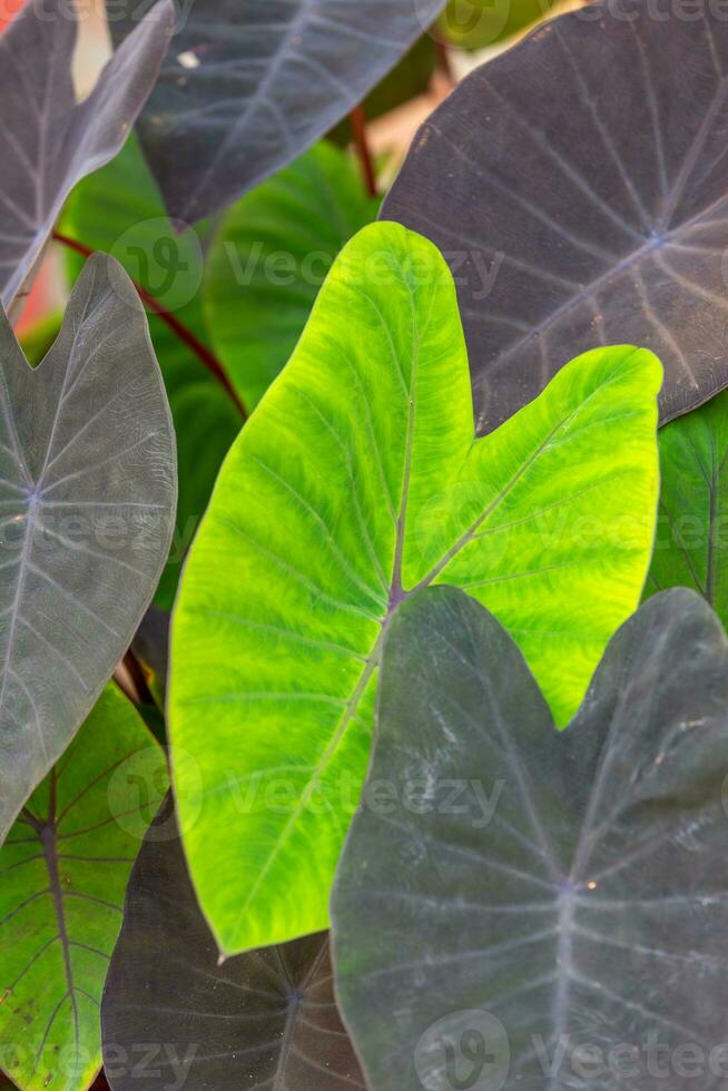 fresh green Bon leaf among black Bon leaf photo