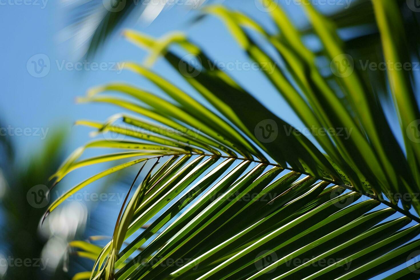 AI generated close up of a palm tree leaf with a blue sky in the background photo