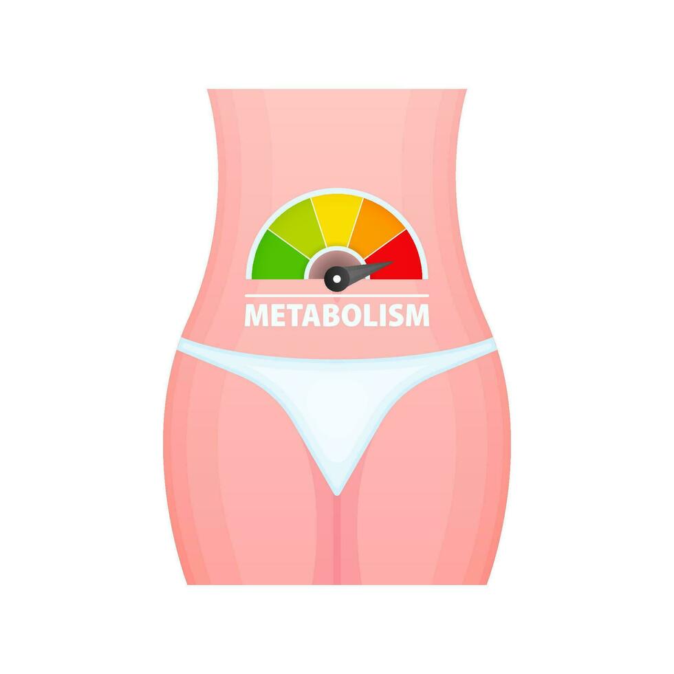 Metabolism level scale, speedometer, indicators. Metabolism medical. vector