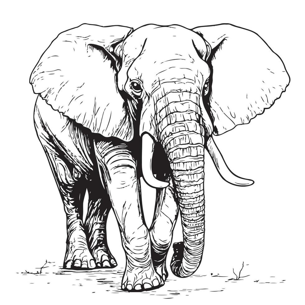 Elephant walking , hand drawn wild animal illustration, Isolated Vector illustration