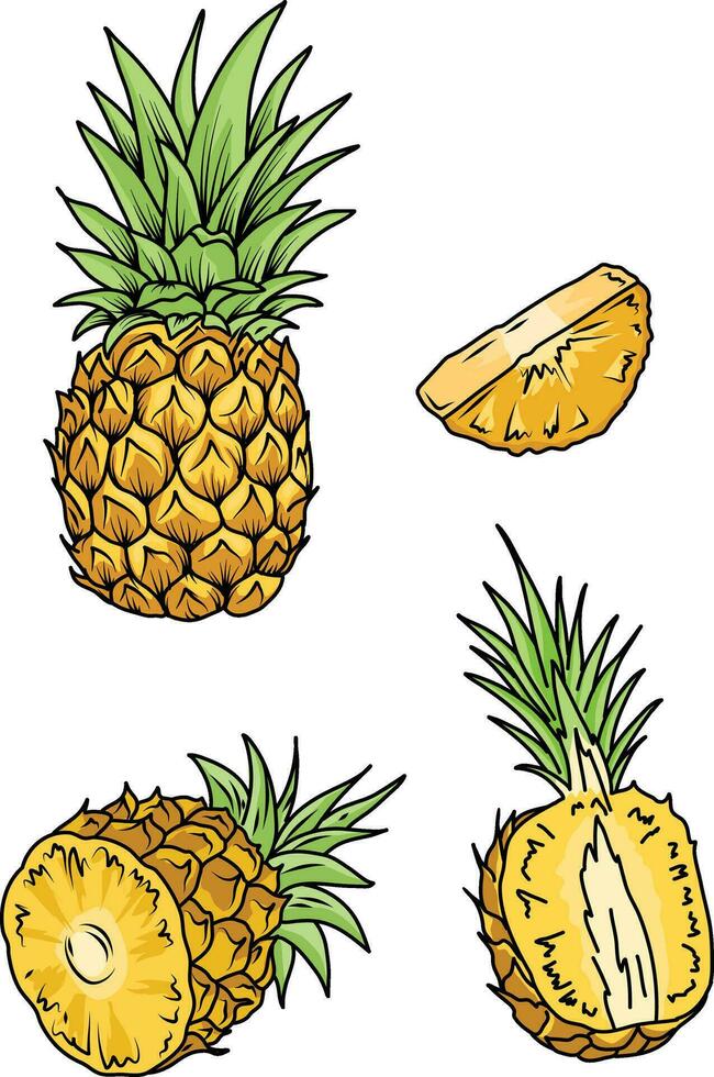 Set of pineapple fruit. . Whole pineapple with leaves and half pineapple slices. Hand drawn Vector Illustration.
