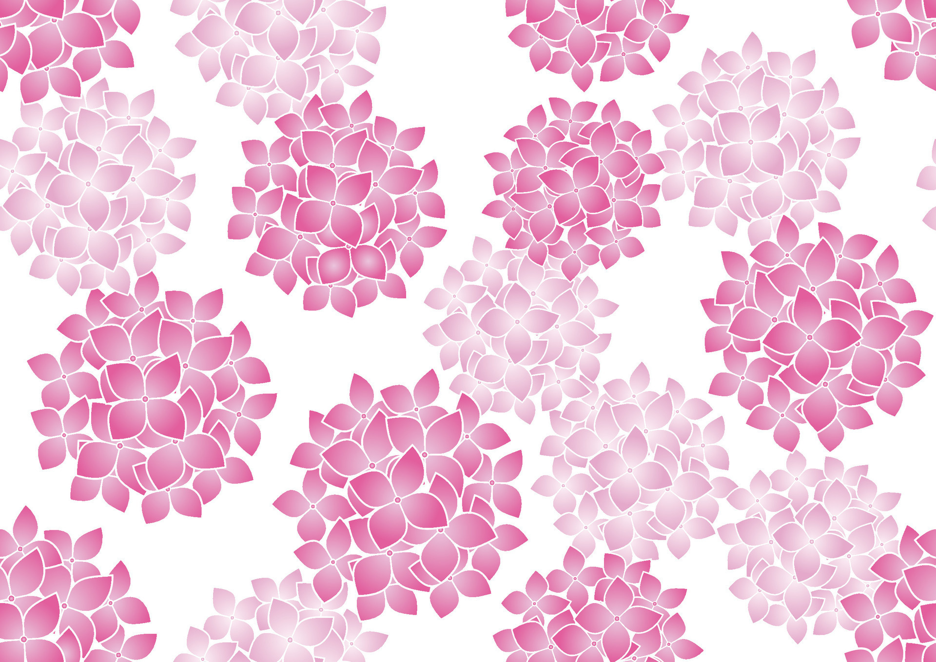 Seamless Pink Hydrangea Pattern Vector Illustration Isolated On A White