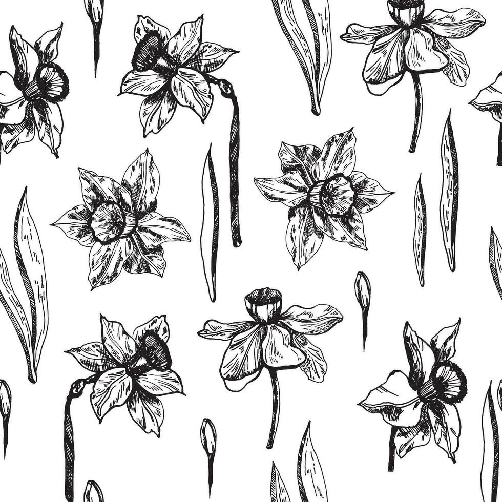 Seamless pattern with daffodil flowers, hand-drawn ink graphics. Spring flowers background line art, highlighted on a white background. Background on March 8th. vector
