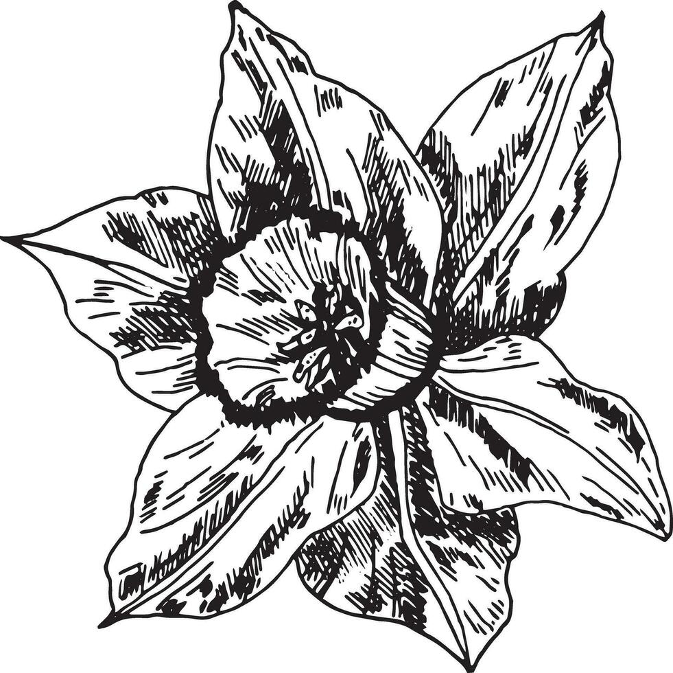 el brote de el narciso flor es un gráfico destacado en un blanco antecedentes. narciso tinta gráficos, dibujado a mano. vector