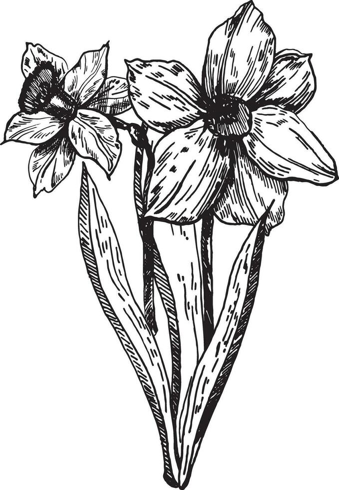 Daffodil flowers are hand-drawn ink graphics. A bouquet of daffodils on March 8, highlighted on a white background. vector