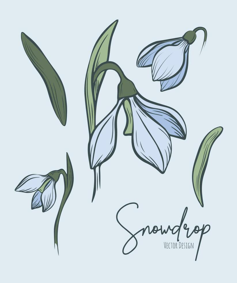 Line art set of snowdrop botanical illustration. Flower floral group or wedding invitation and cards, logo design, web, social media and poster, template, advertisement, beauty and cosmetic industry. vector