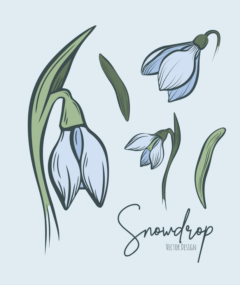 Line art set of snowdrop botanical illustration. Flower floral group or wedding invitation and cards, logo design, web, social media and poster, template, advertisement, beauty and cosmetic industry. vector