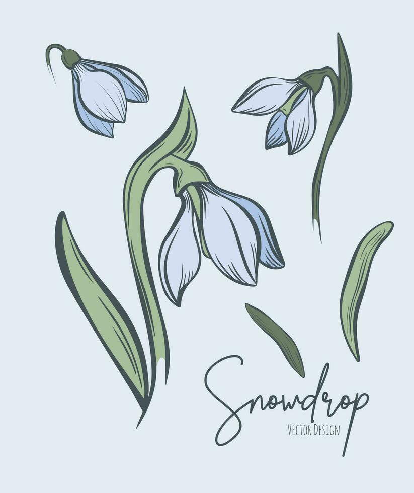 Line art set of snowdrop botanical illustration. Flower floral group or wedding invitation and cards, logo design, web, social media and poster, template, advertisement, beauty and cosmetic industry. vector