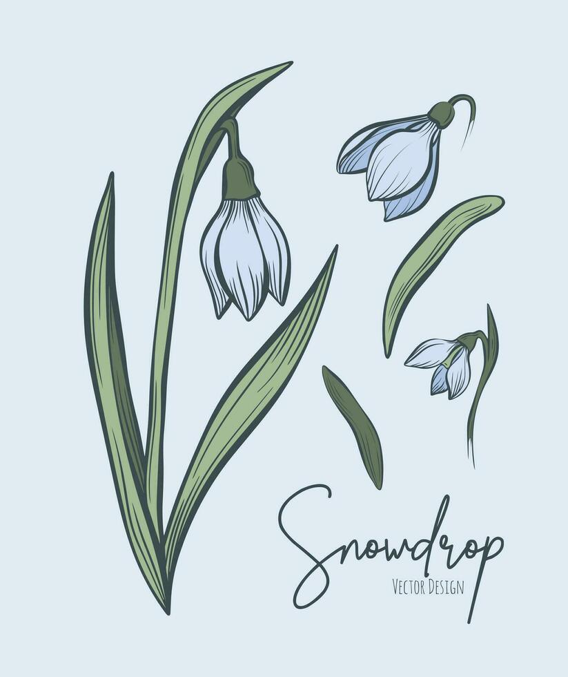 Line art set of snowdrop botanical illustration. Flower floral group or wedding invitation and cards, logo design, web, social media and poster, template, advertisement, beauty and cosmetic industry. vector