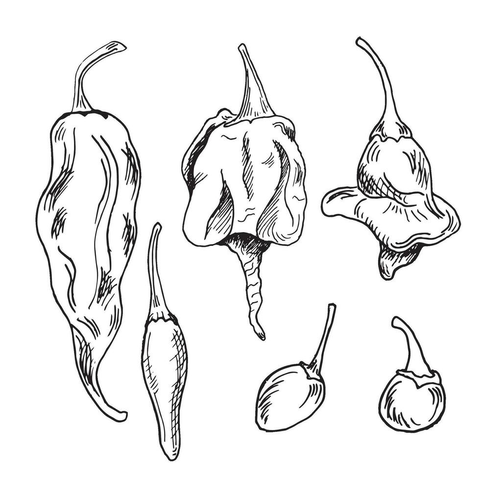 Set with hot peppers vector illustration isolated on white background. Hand drawn ink trinidad scorpion hot pepper. Dragon breath pepper black white graphic. Design element for wrapping, package.
