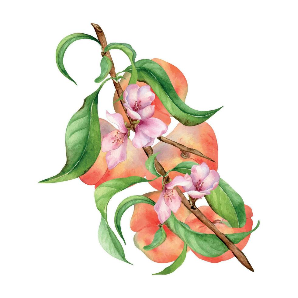 Branch with chines peaches and pink flowers watercolor illustration isolated on white. Painted flat peaches, leaves. Fruitage hand drawn. Design for package, poster, label jam, cosmetic, juice, oil vector