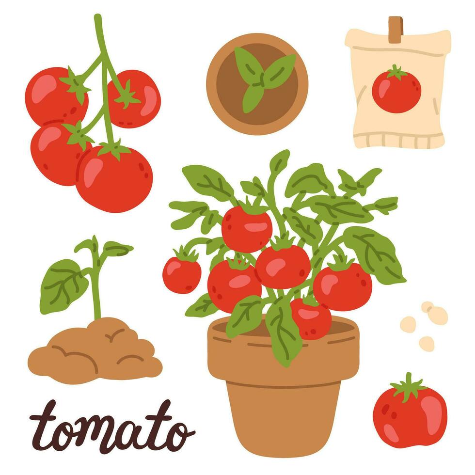 set of tomato stages vector