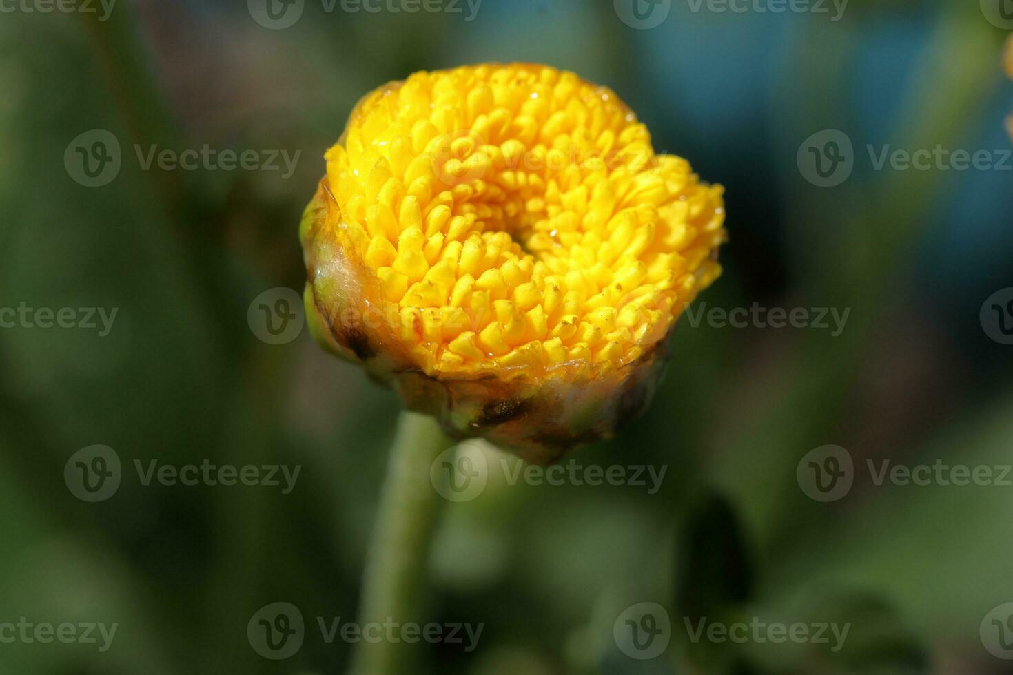 amarillo crisantemo en el jardín. crisantemo de cerca macro foto