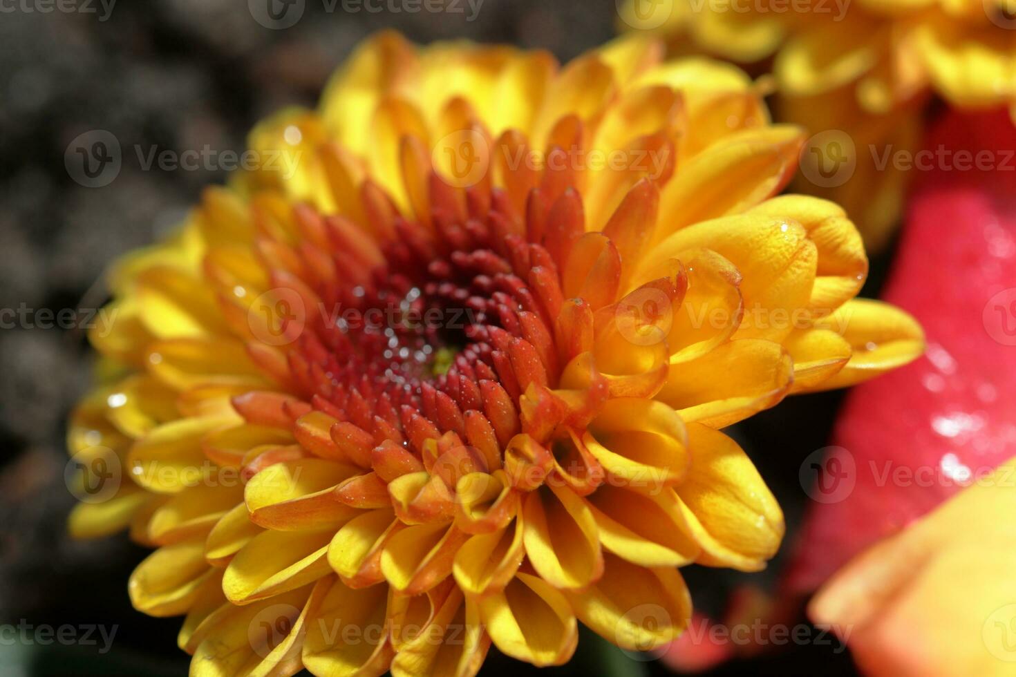 Yellow chrysanthemum in the garden. chrysanthemum closeup macro photo