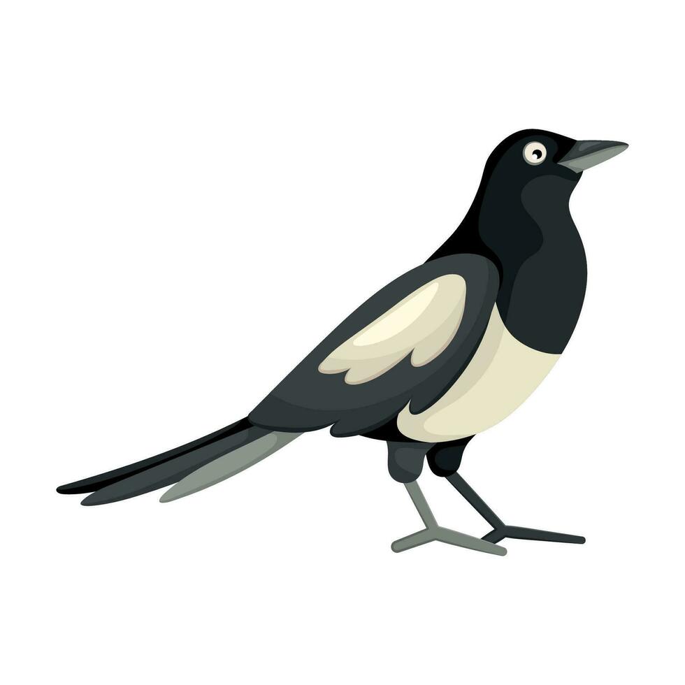 Cartoon flat illustration of black and white magpie bird vector