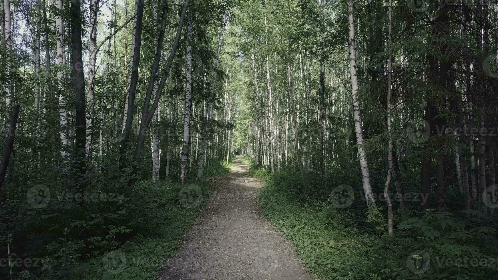 Sun through the trees of a birch grove. Clip. Path through birch grove at summer. Background, nature. Fabulous view of the birch grove through which the path passes photo