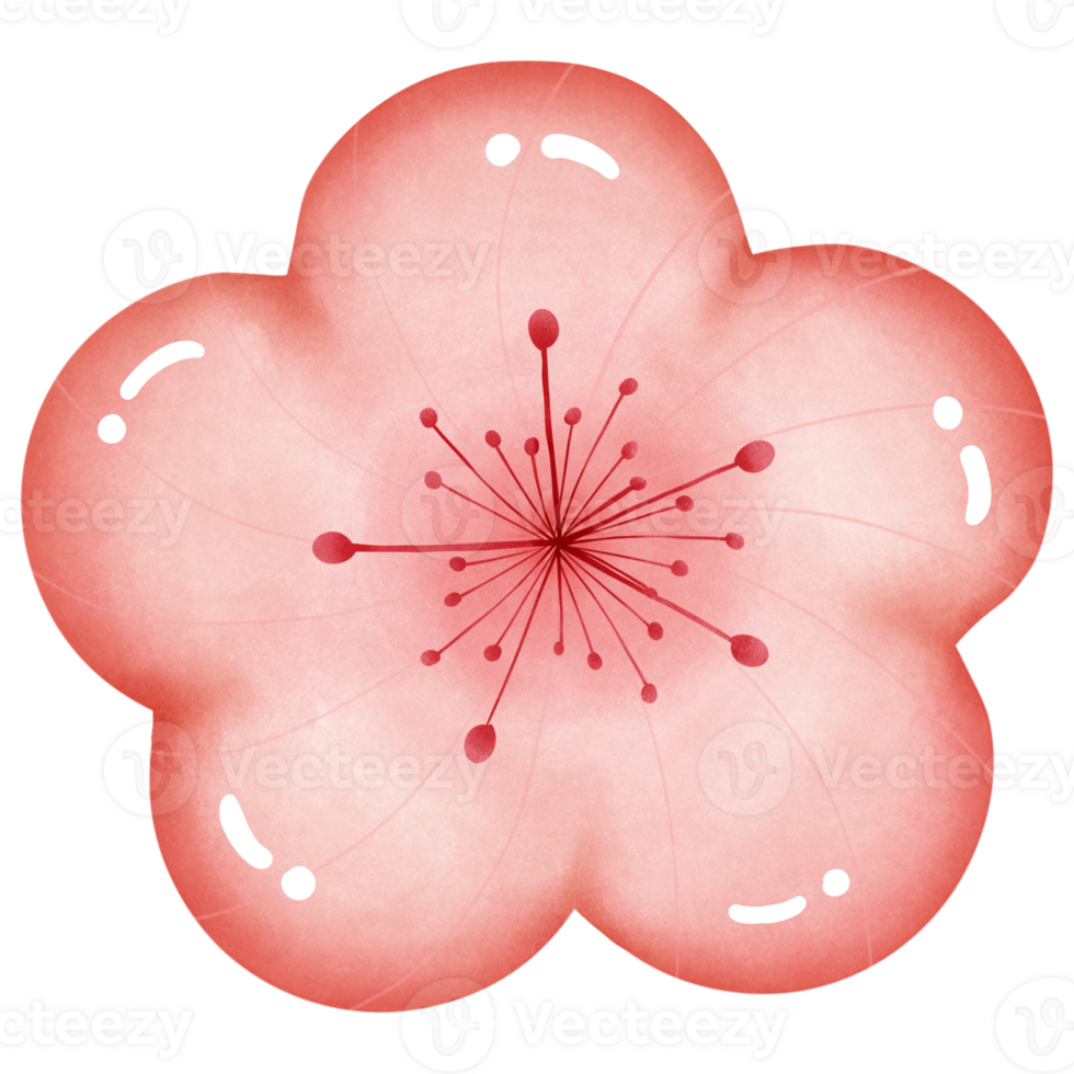 Cherry blossoms blooming png