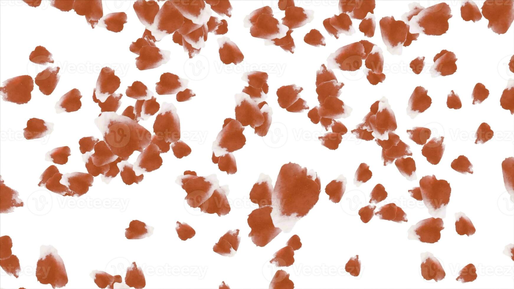Falling petals roses animation on white background. Falling rose petals photo