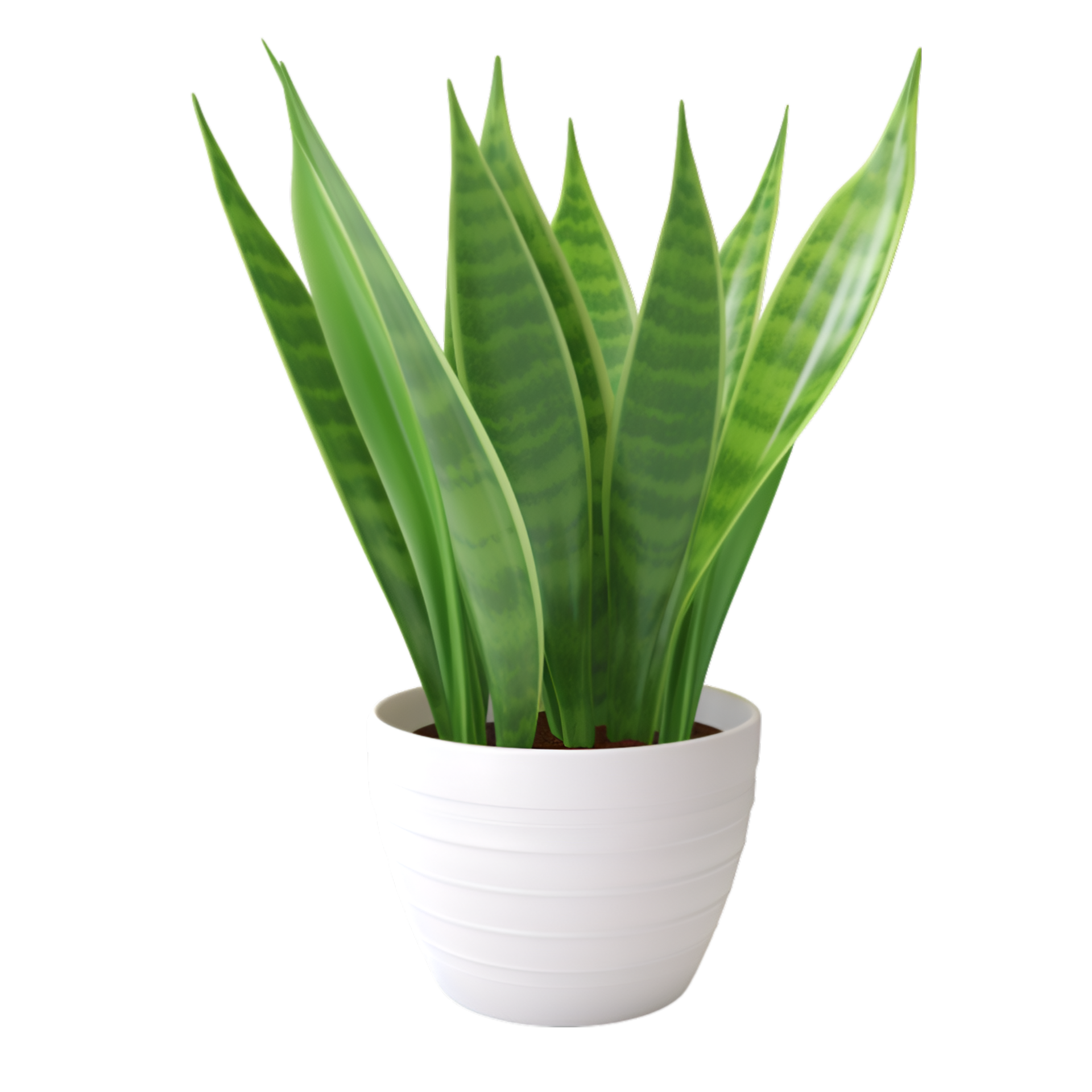 AI Generated Snake Plant In A White Pot On A Transparent Background ai-generated-snake-plant-in-a-white-pot-on-a-transparent-background