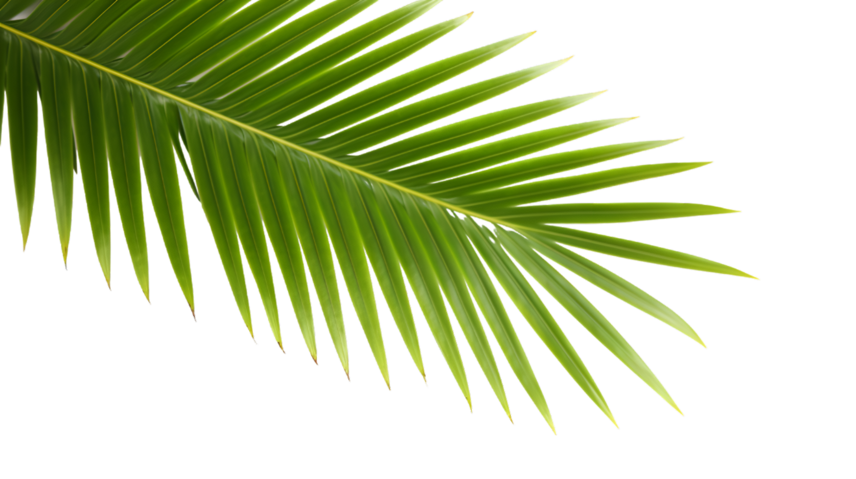 AI generated palm leaf on transparent background png