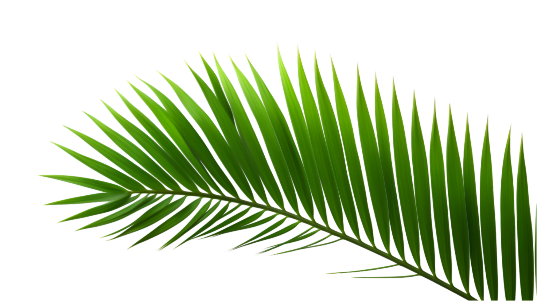 AI generated palm leaf on transparent background png