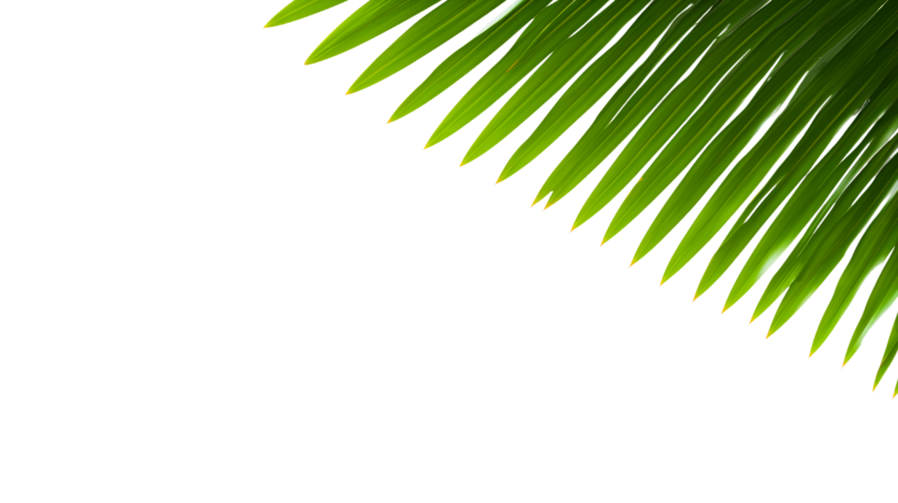 AI generated palm leaf on transparent background png