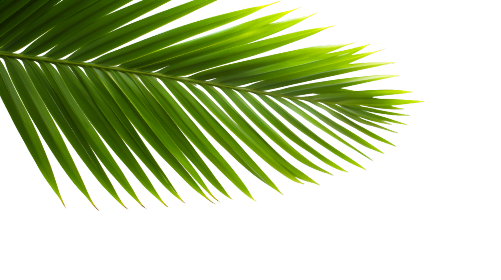 AI generated palm leaf on transparent background png