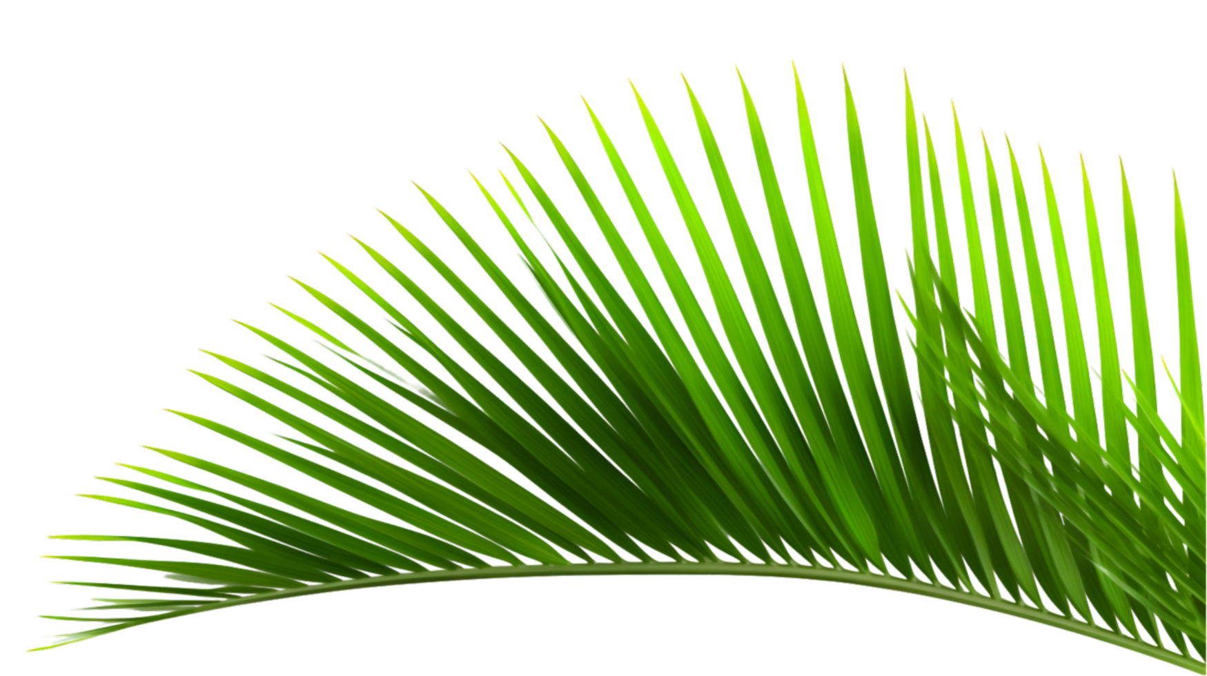 AI generated palm leaf on transparent background png