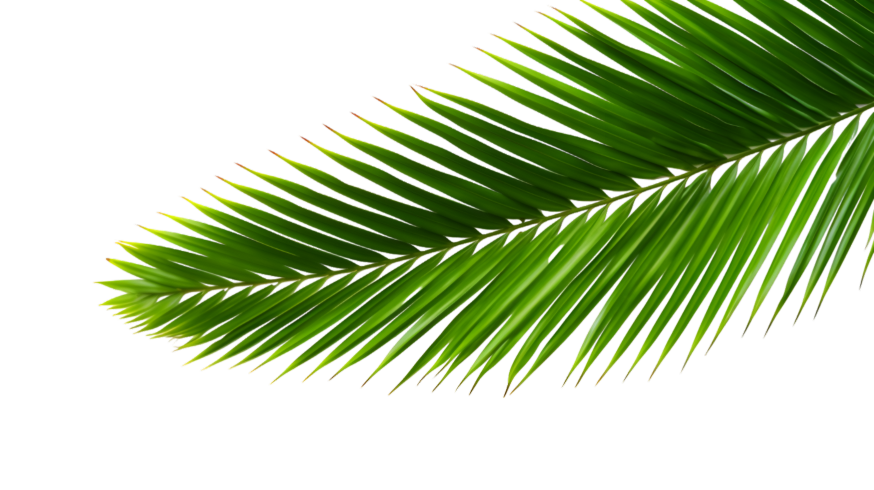AI generated palm leaf on transparent background png