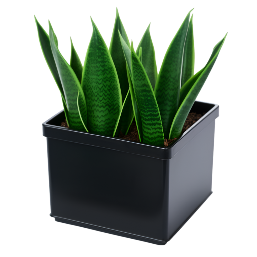 AI generated a plant in a pot on a wooden stand png