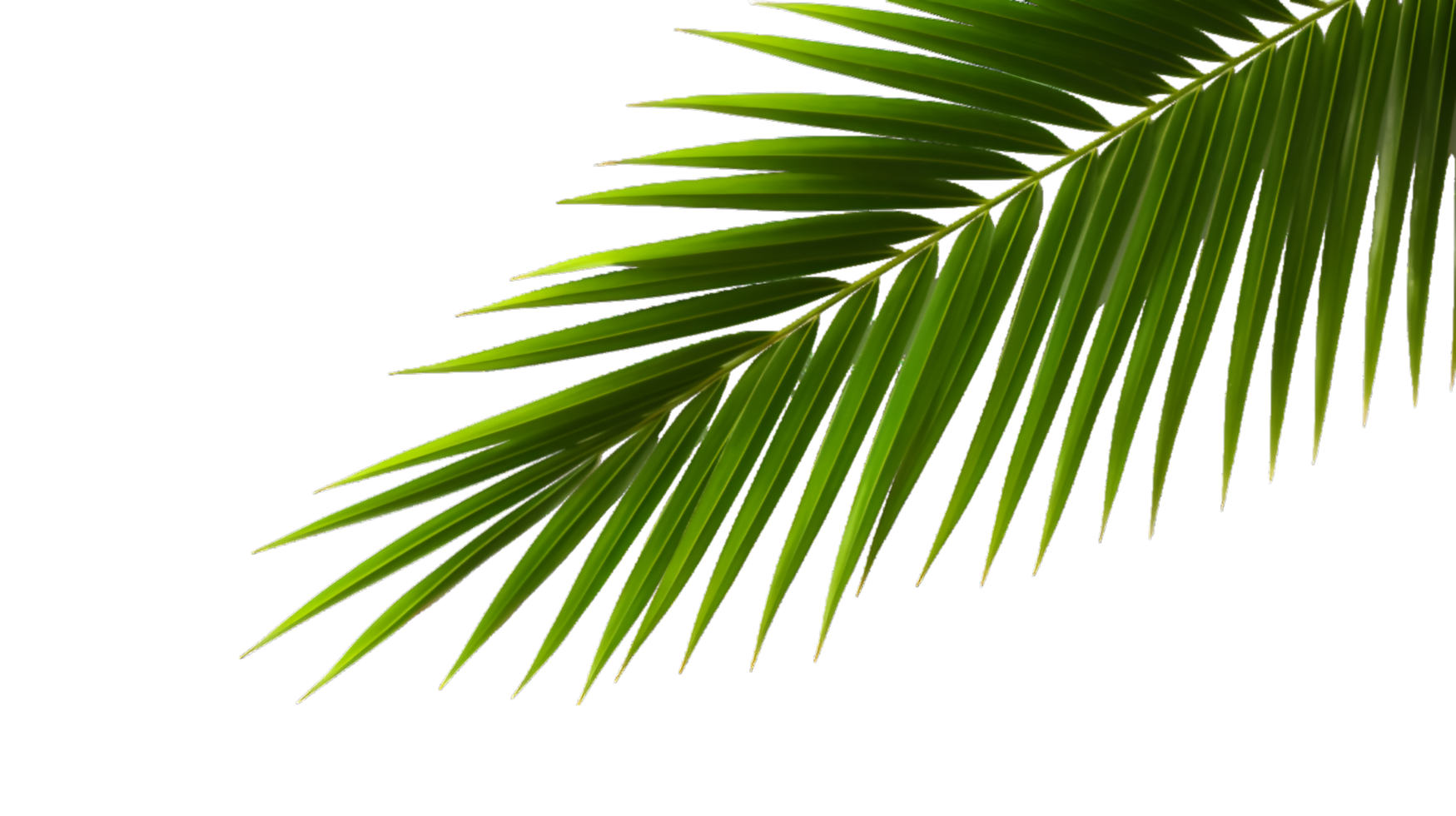 AI generated palm leaf on transparent background png