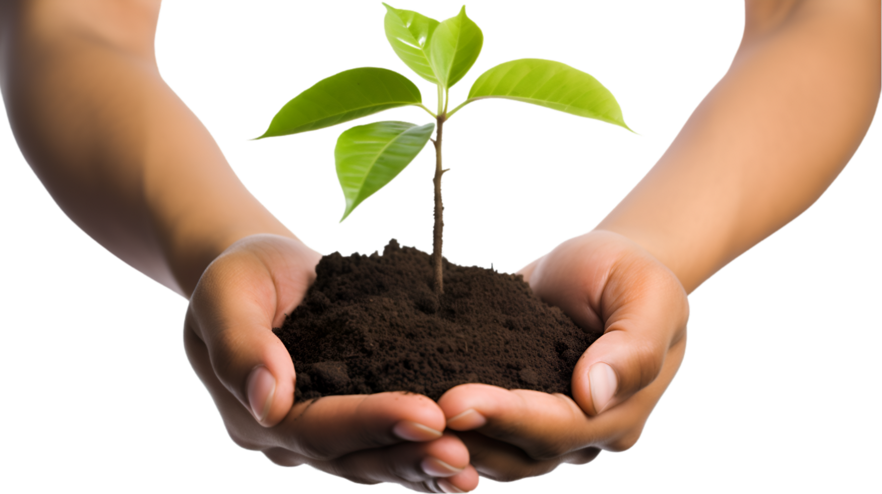 AI generated planting a tree in the hands png 37057469 PNG