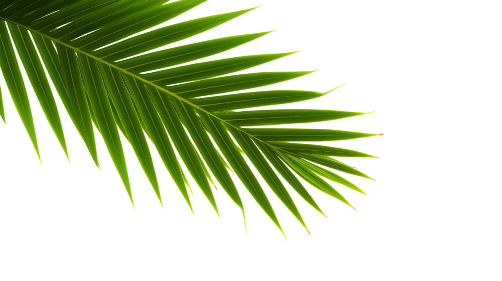 AI generated palm leaf on transparent background png