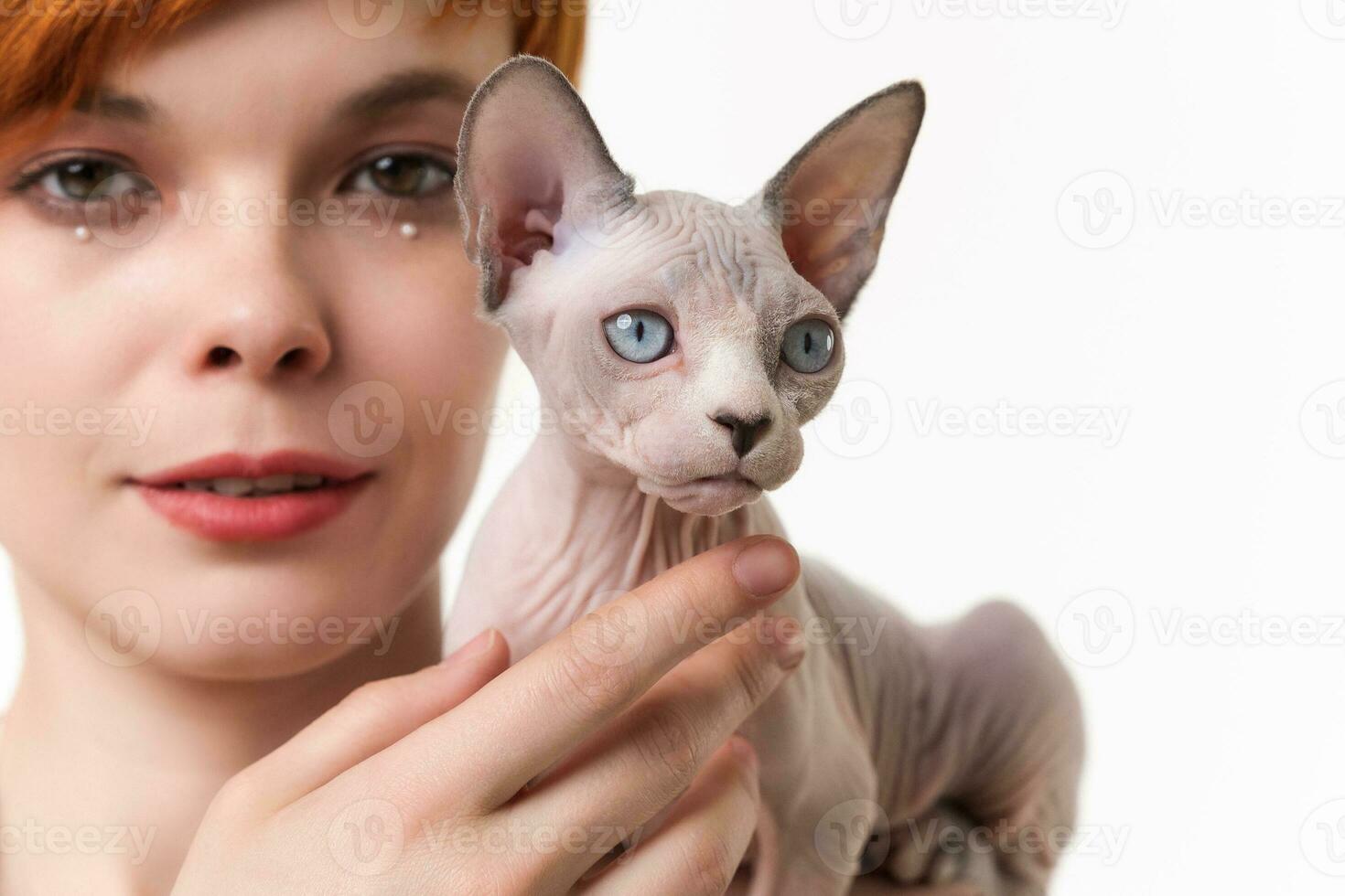 Close-up view on Sphynx Hairless Cat blue mink and white in young woman's hands. Studio shot on white background. Selective focus on foreground, shallow depth of field. Part of series photo