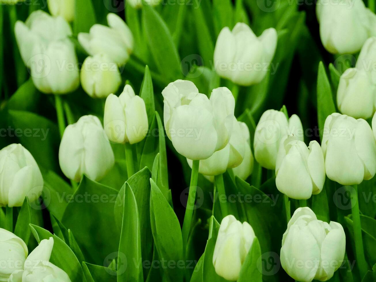 White tulips close-up, gardens blooming spring flowers, Colorful tulips photo