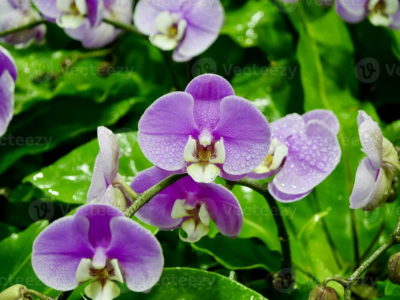 Blue orchid. Brunch of orchid with the blue flowers with violet viens, Beautiful spa composition with blue orchid photo