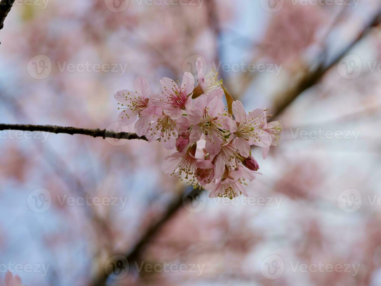 Pink Phaya Suea Krong flowers blooming in the wind, Pink flowers blooming in the wind behind white clouds and bright sky, Sakura thailand - Cherry blossoms in Thailand photo