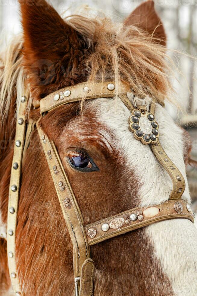 cerca arriba caballo en aprovechar, escarchado, invierno foto