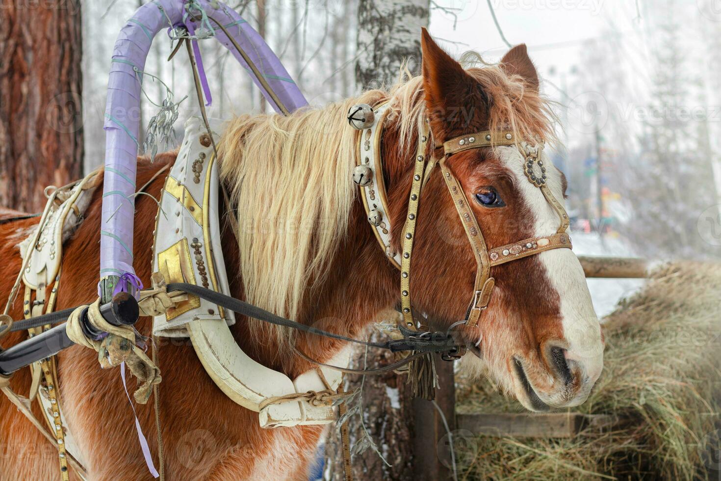 Winter horse in harness eat hay, frosty, winter landscape photo