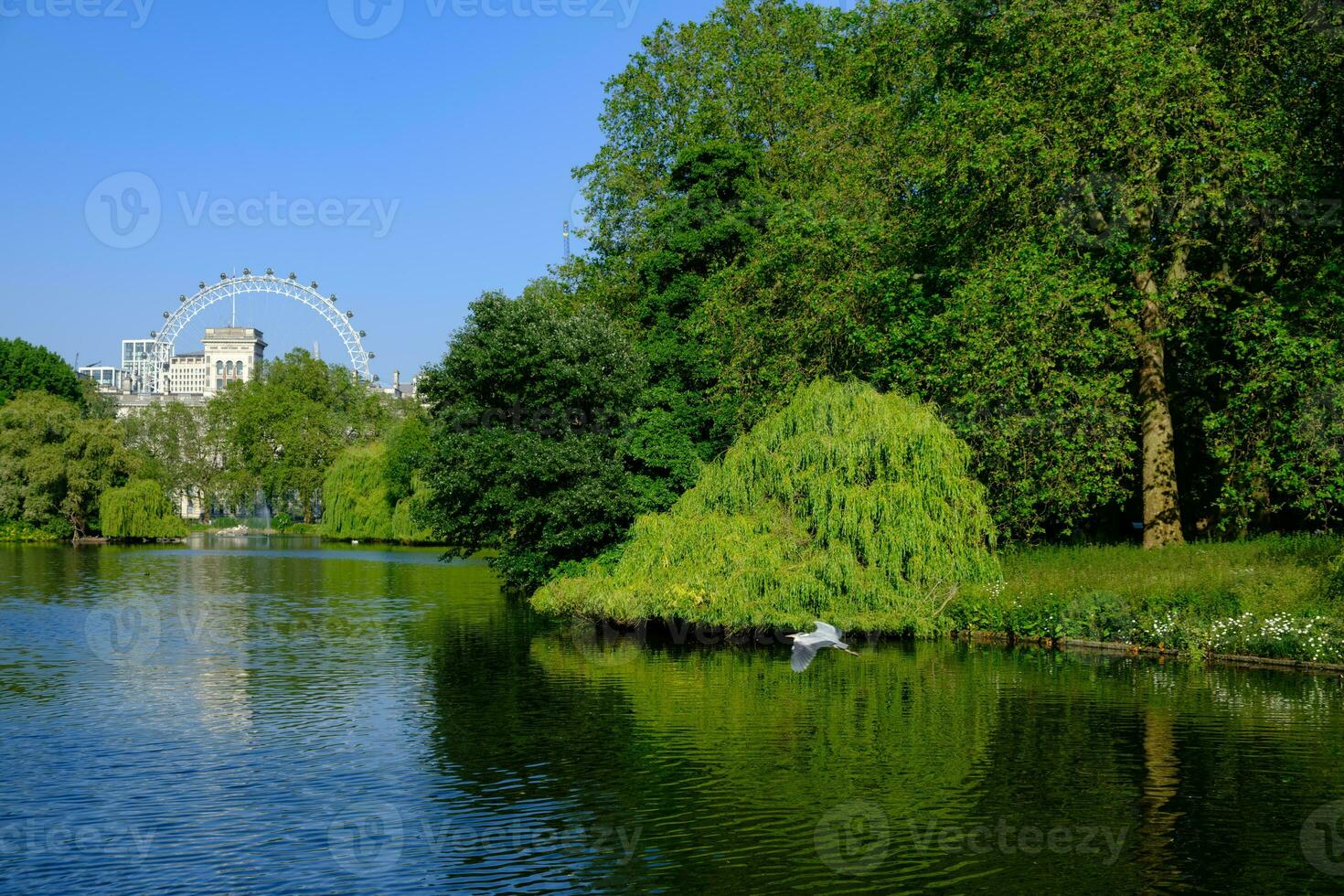 Beautiful summer wheather in the park with pond and London eye in the background. St Jame's Park, London. photo