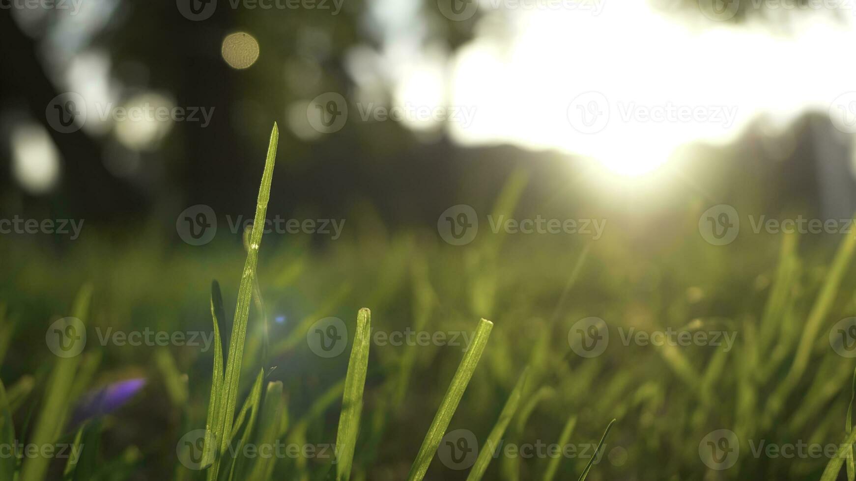 Summer grass meadow motion blur of pleasant wind with bright sunlight, sunny spring background photo